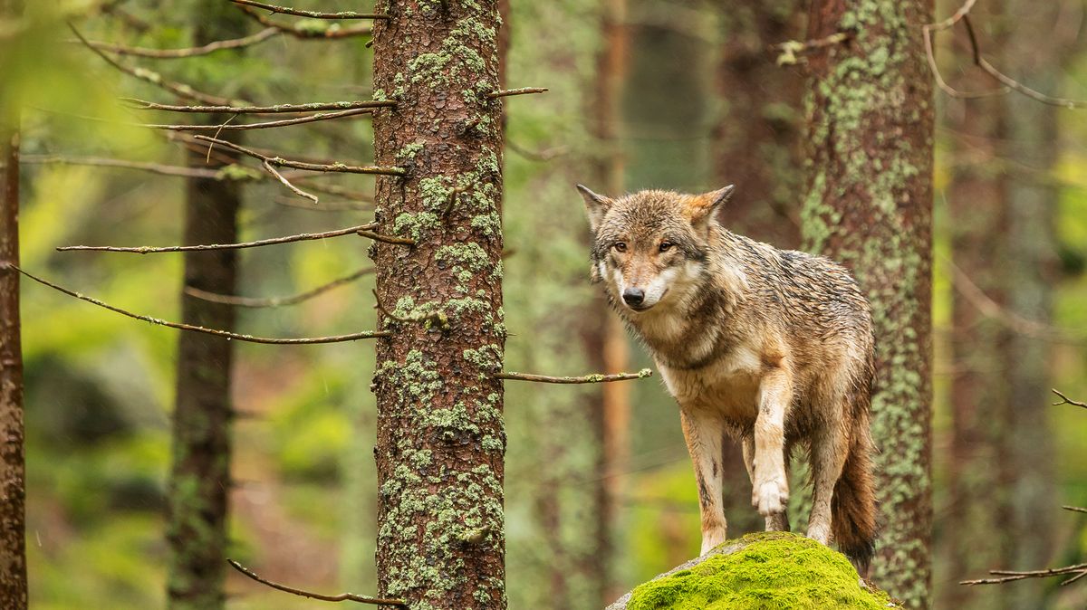 Záznam z fotopasti potvrdil výskyt vlka v nejméně navštěvované části CHKO Brdy